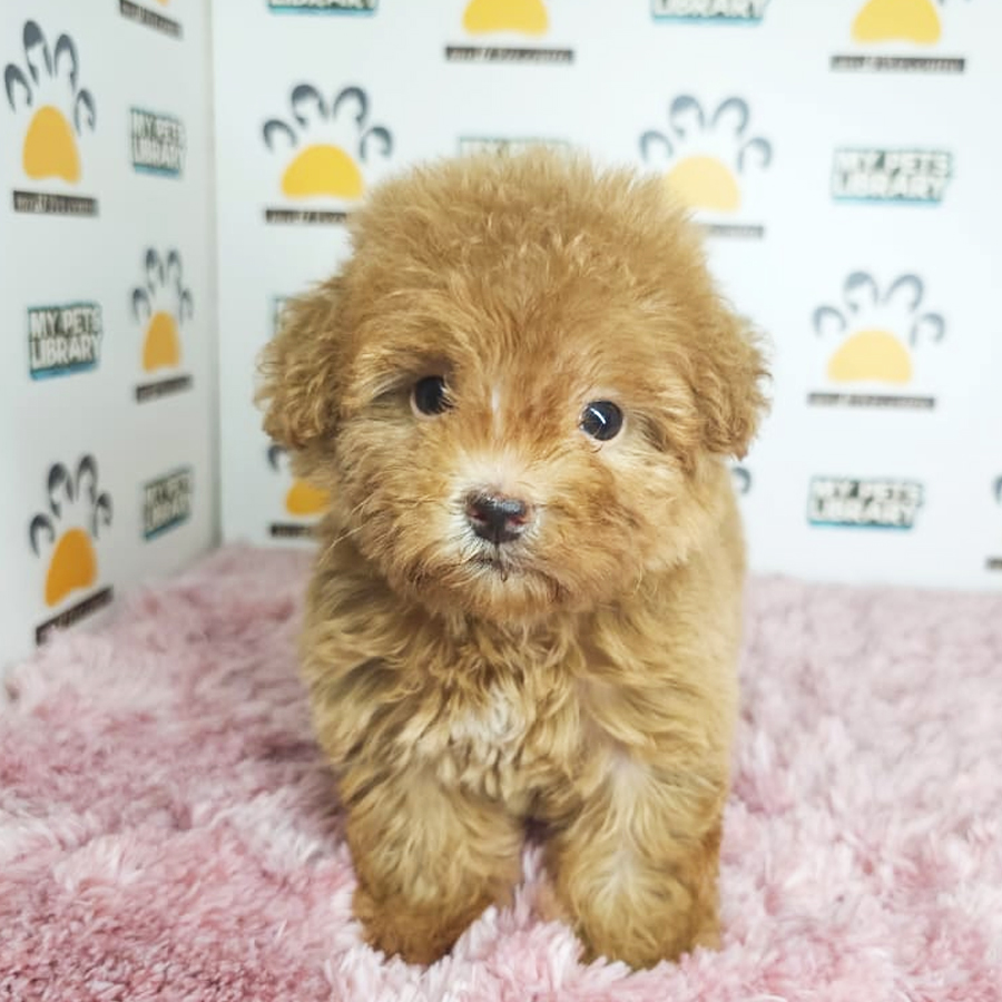 Teacup Poodle Puppy (Female) For Sale