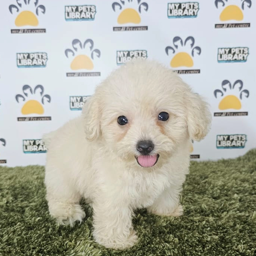 Tiny Poodle Puppy (Male) For Sale