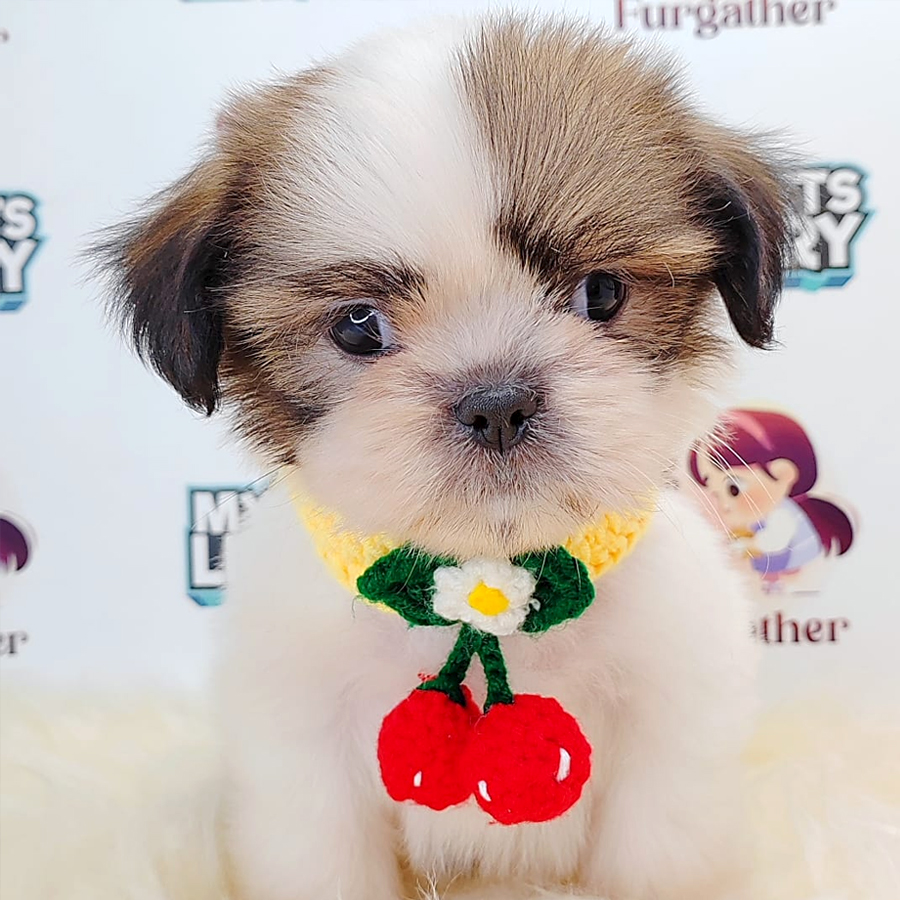 Shih Tzu Puppy (Male) For Sale