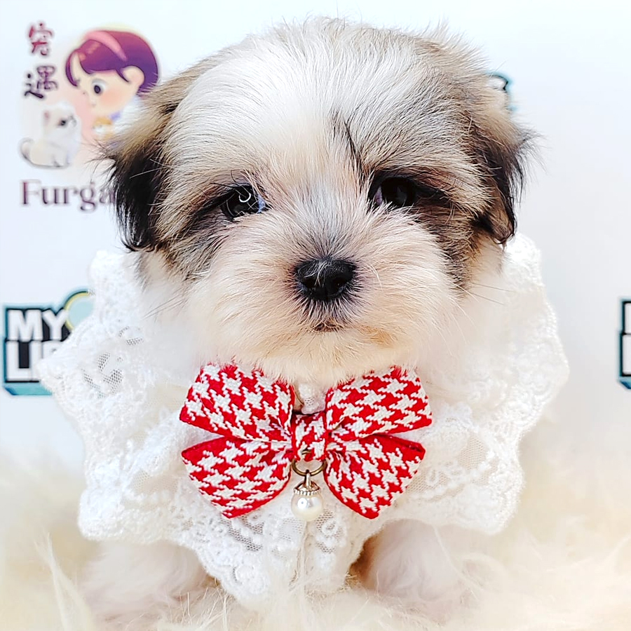 Shih Tzu Puppy (Male) For Sale