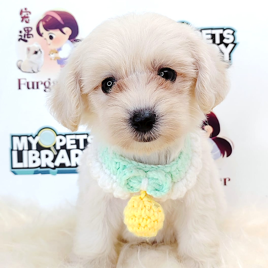 Maltipoo Puppy (Female) For Sale