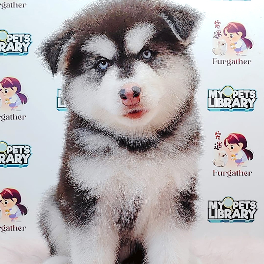 Wooly Malamute Puppy (Male) For Sale