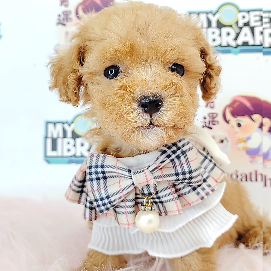 Tiny Toy Poodle Puppy (Male) For Sale
