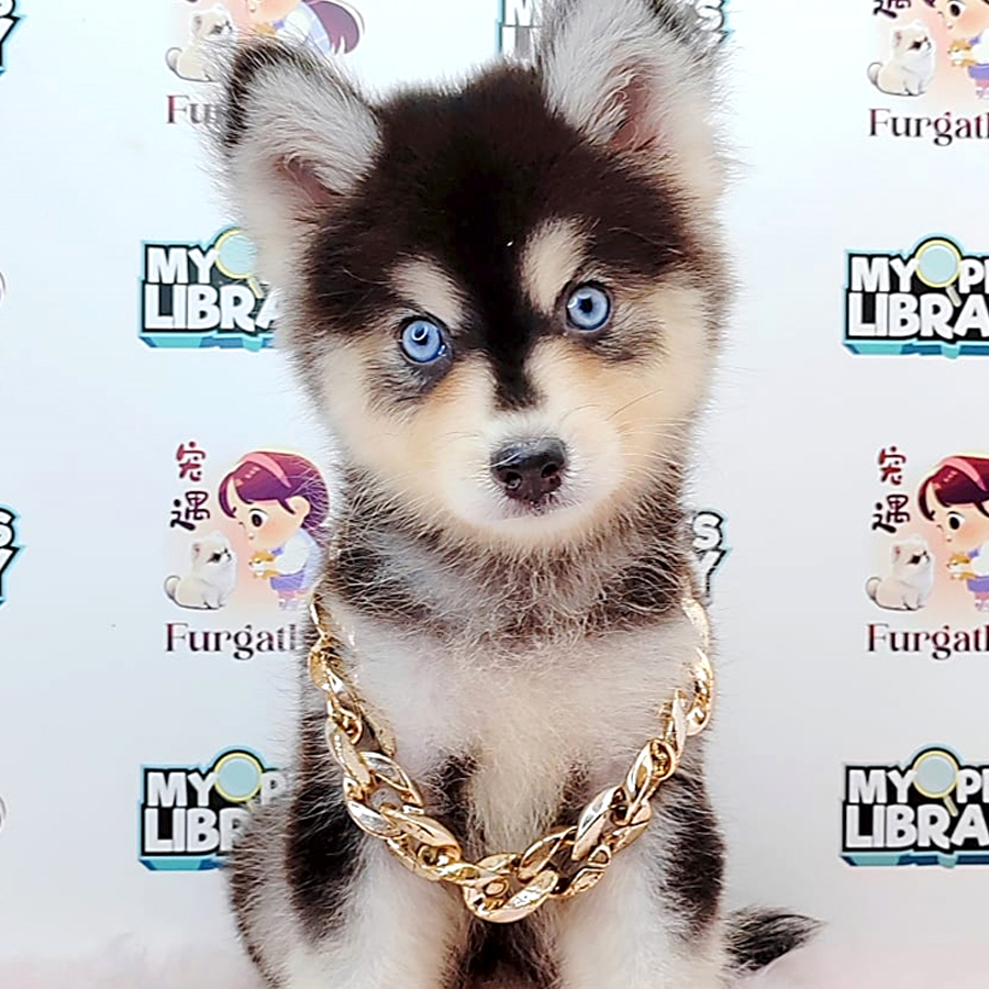 Pomsky Puppy (Female) For Sale