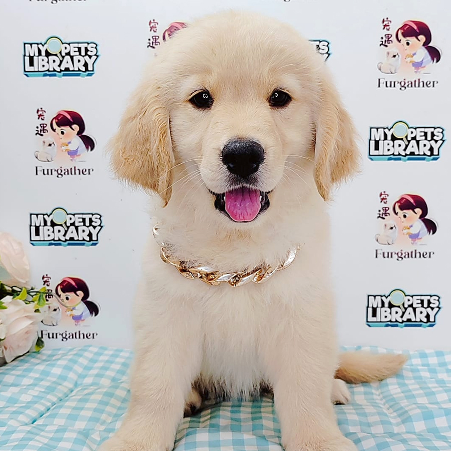 Golden Retriever Puppy (Female) For Sale