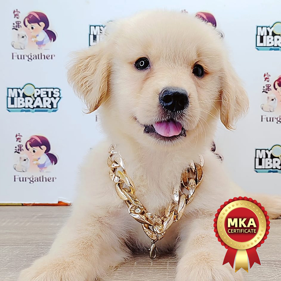 MKA Golden Retriever Puppy (Female) For Sale