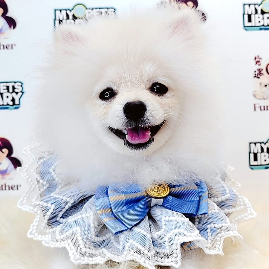 Tiny Pomeranian Puppy (Male) For Sale