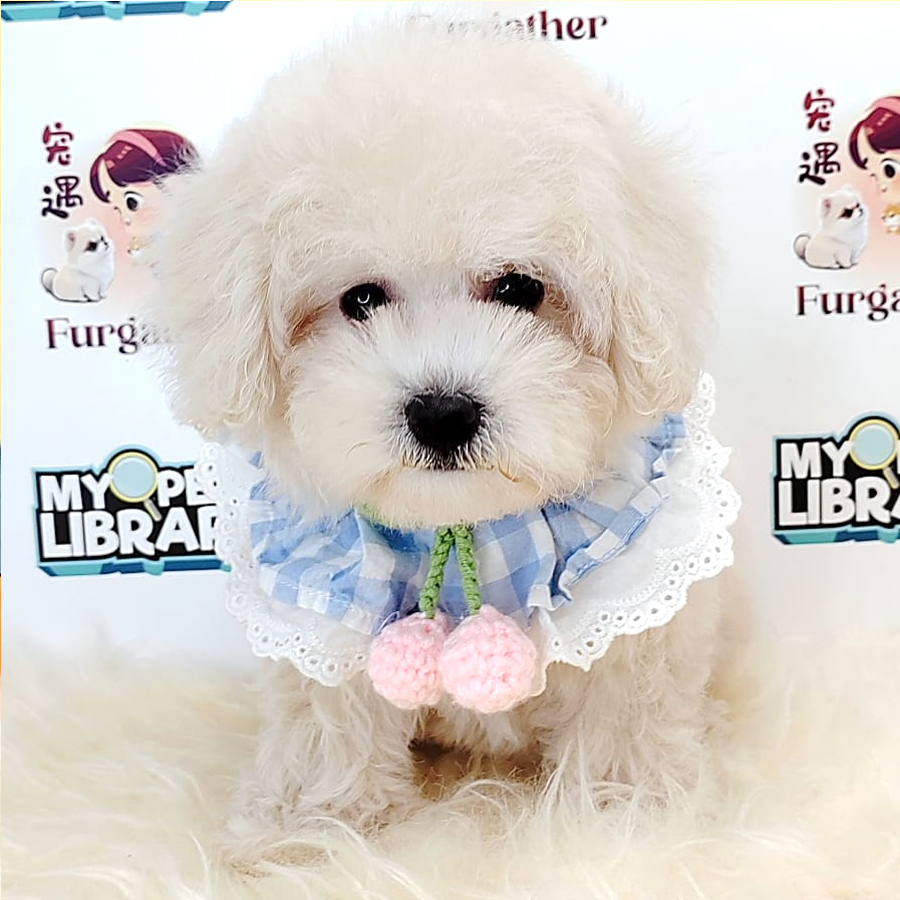 Tiny Toy Poodle Puppy (Male) For Sale