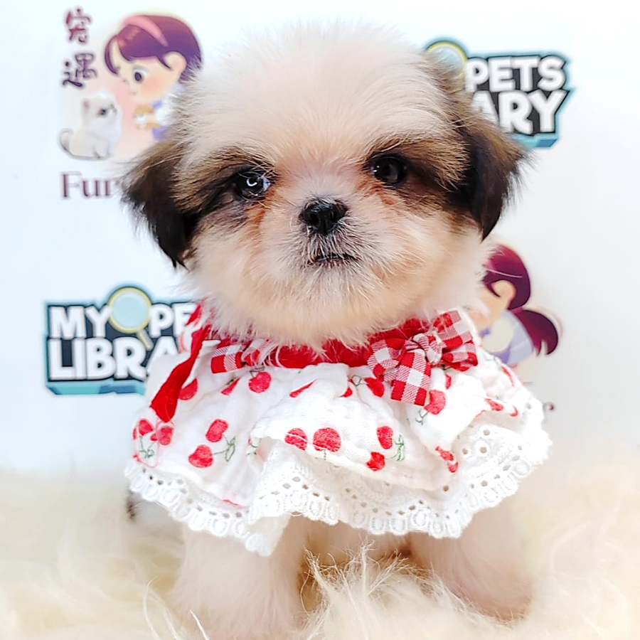 Shih Tzu Puppy (Female) For Sale