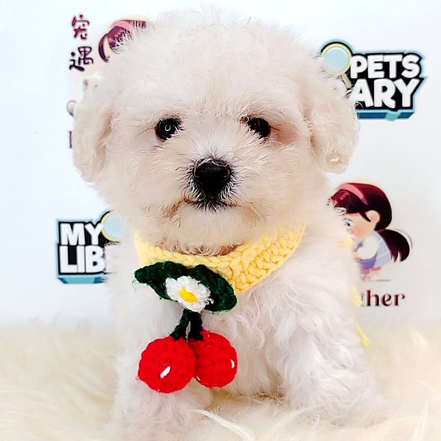 Tiny Toy Poodle Puppy (Male) For Sale