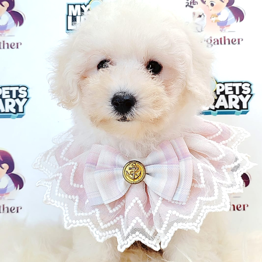 Toy Poodle Puppy (Male) For Sale