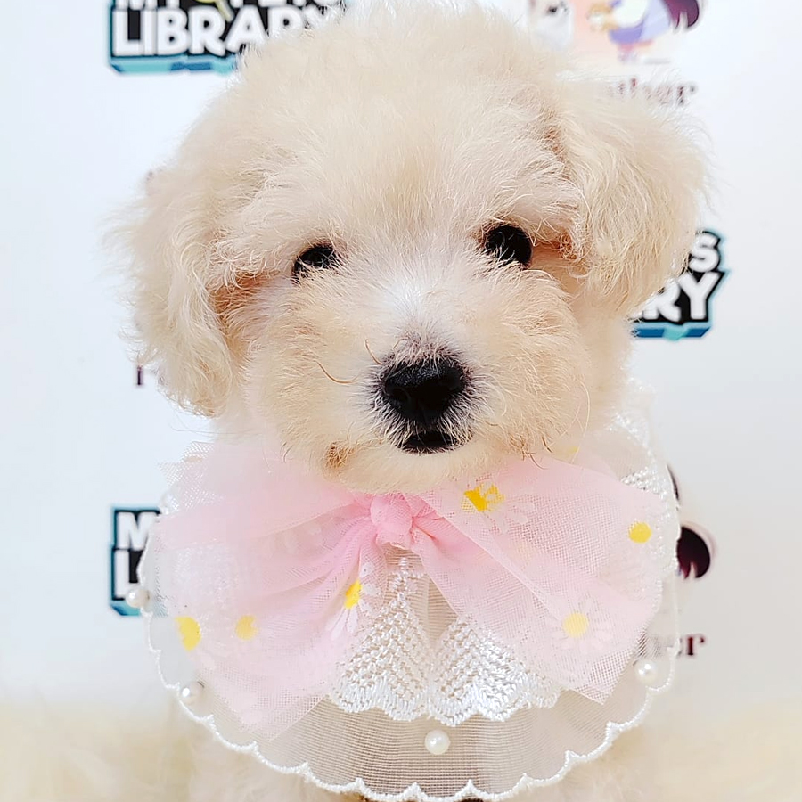 Tiny Toy Poodle Puppy (Female) For Sale