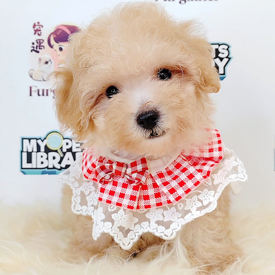 Tiny Toy Poodle Puppy (Male) For Sale