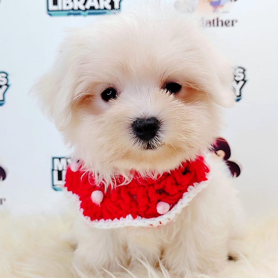 Tiny Maltese Puppy (Male) For Sale