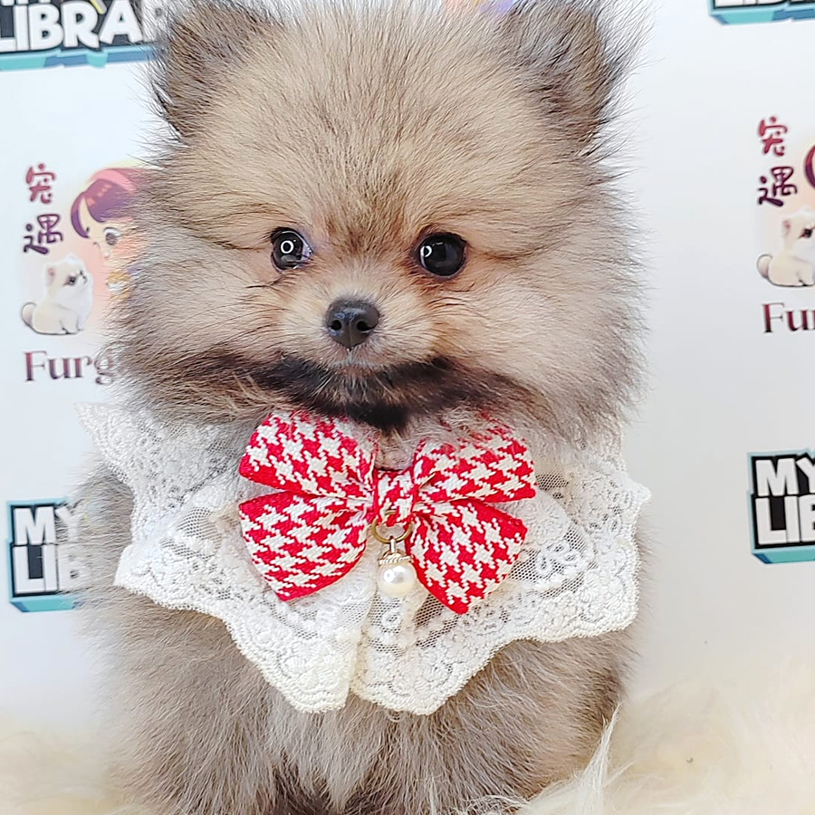 Pomeranian Puppy (Female) For Sale