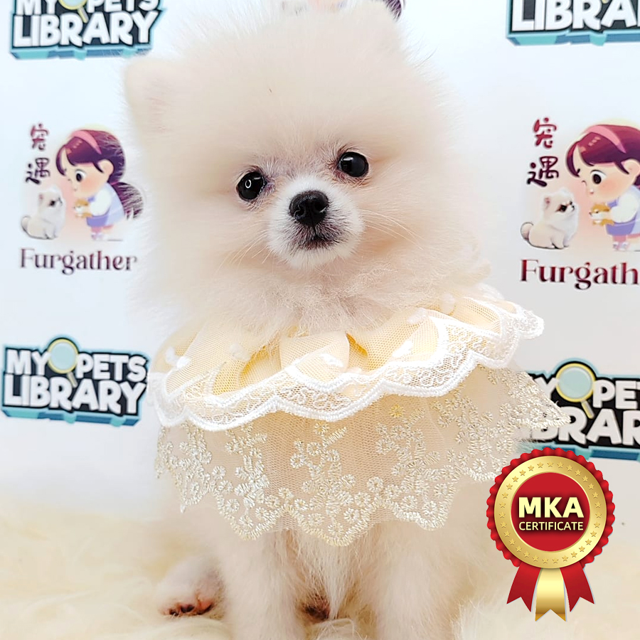 MKA Pomeranian Puppy (Female) For Sale