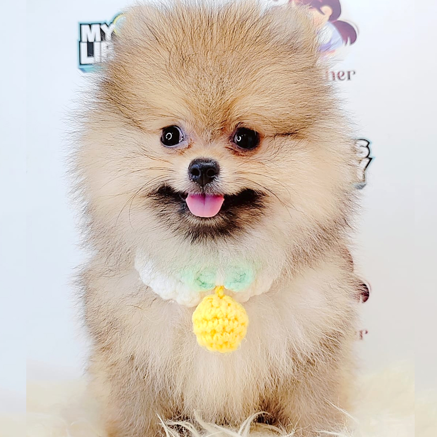 Pomeranian Puppy (Male) For Sale
