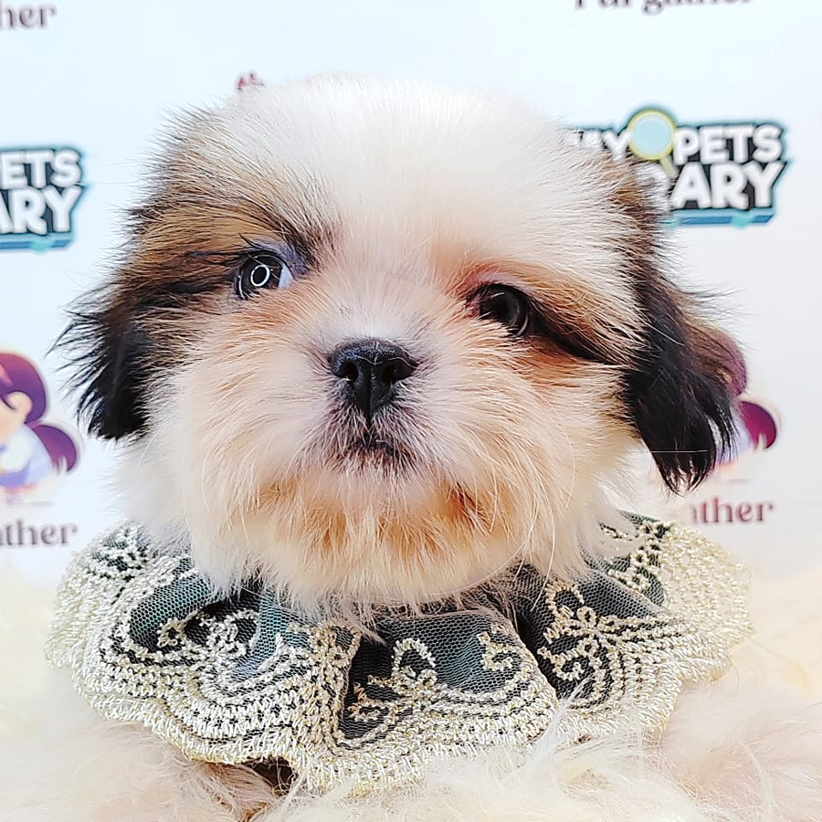 Shih Tzu Puppy (Male) For Sale