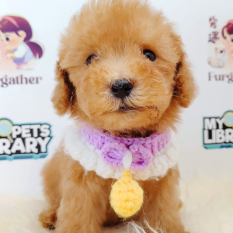 Tiny Toy Poodle Puppy (Male) For Sale