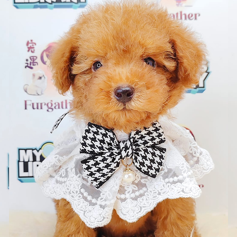 Tiny Toy Poodle Puppy (Male) For Sale