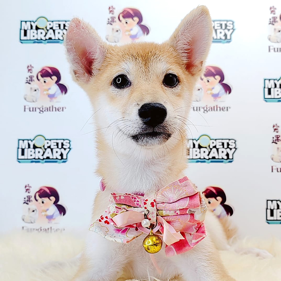 Shiba Inu Puppy (Female) For Sale