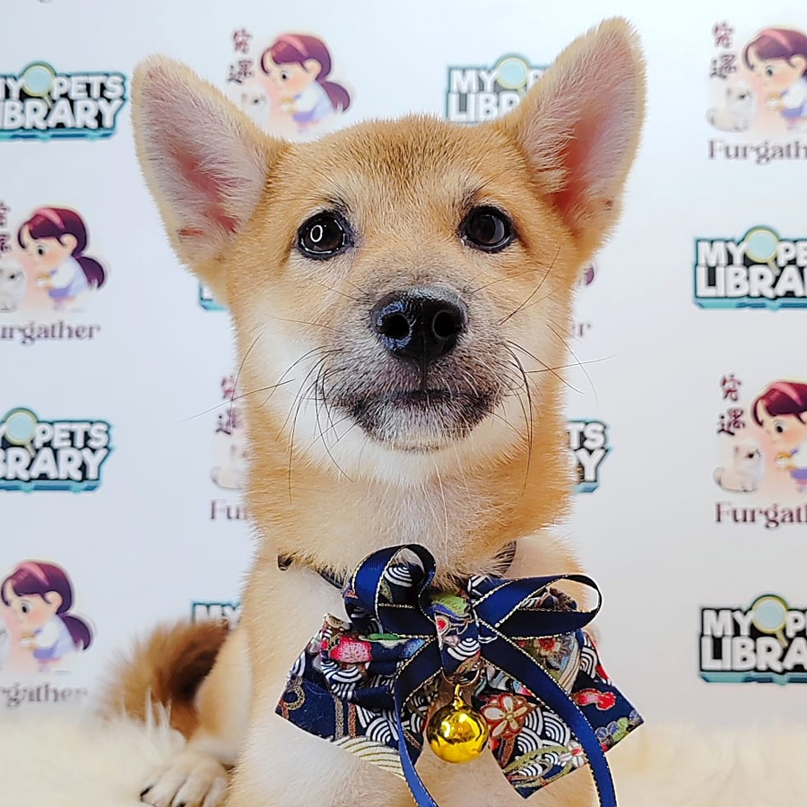 Shiba Inu Puppy (Male) For Sale