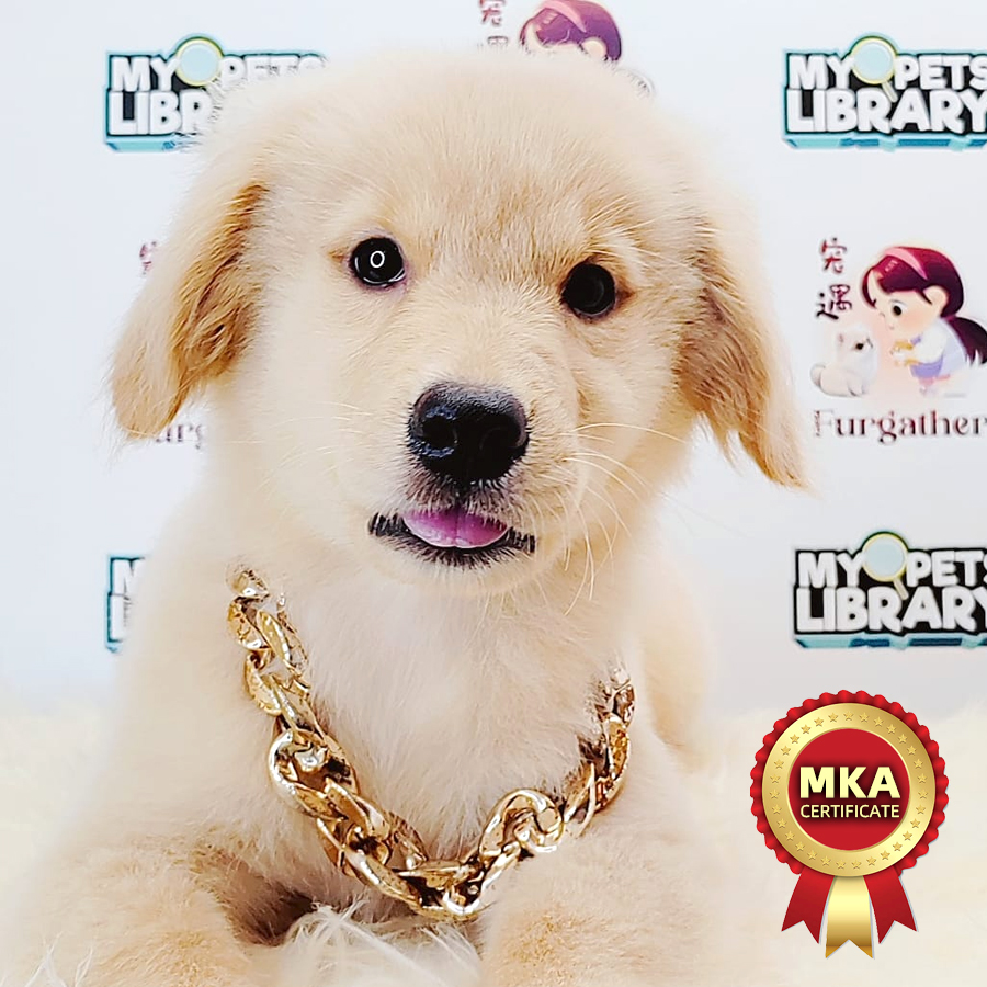 MKA Golden Retriever Puppy (Female) For Sale