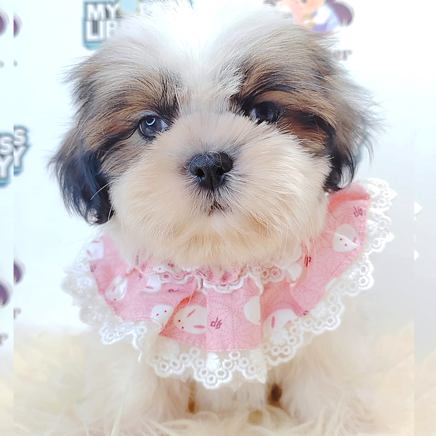 Shih Tzu Puppy (Male) For Sale