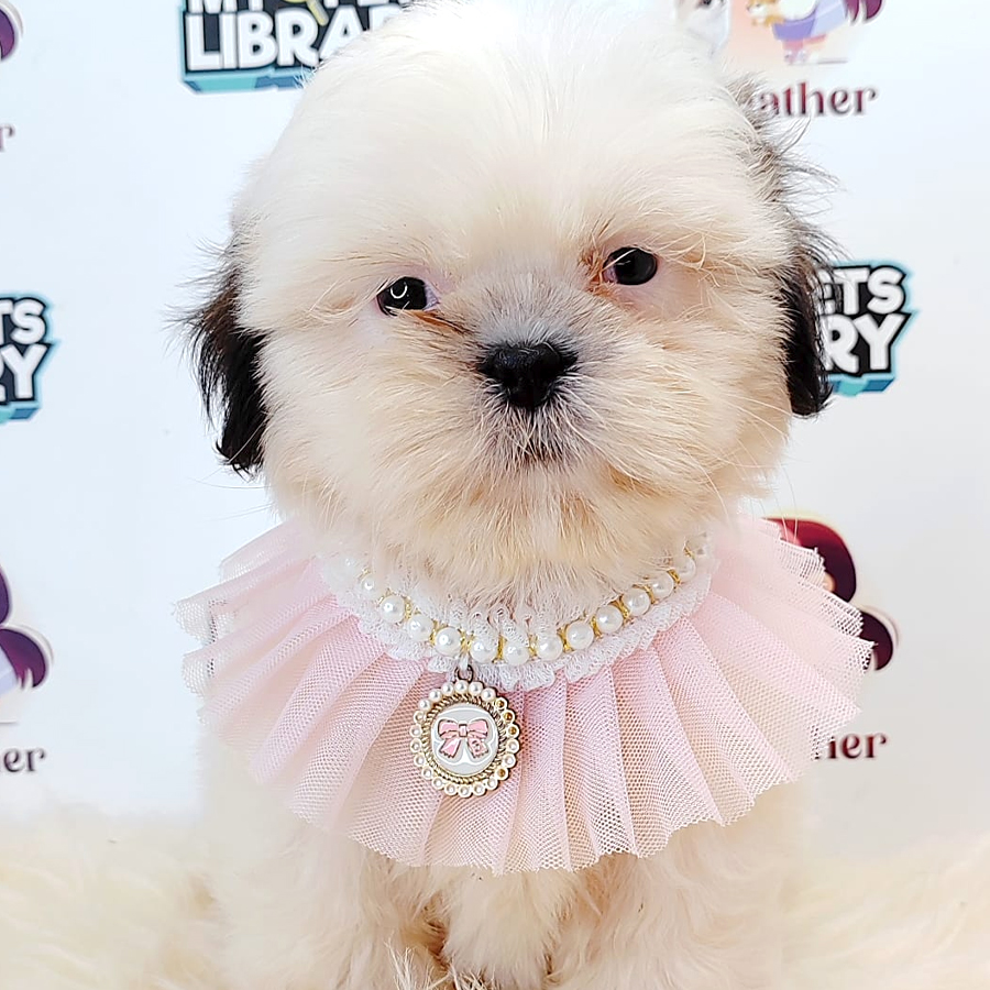 Shih Tzu Puppy (Female) For Sale
