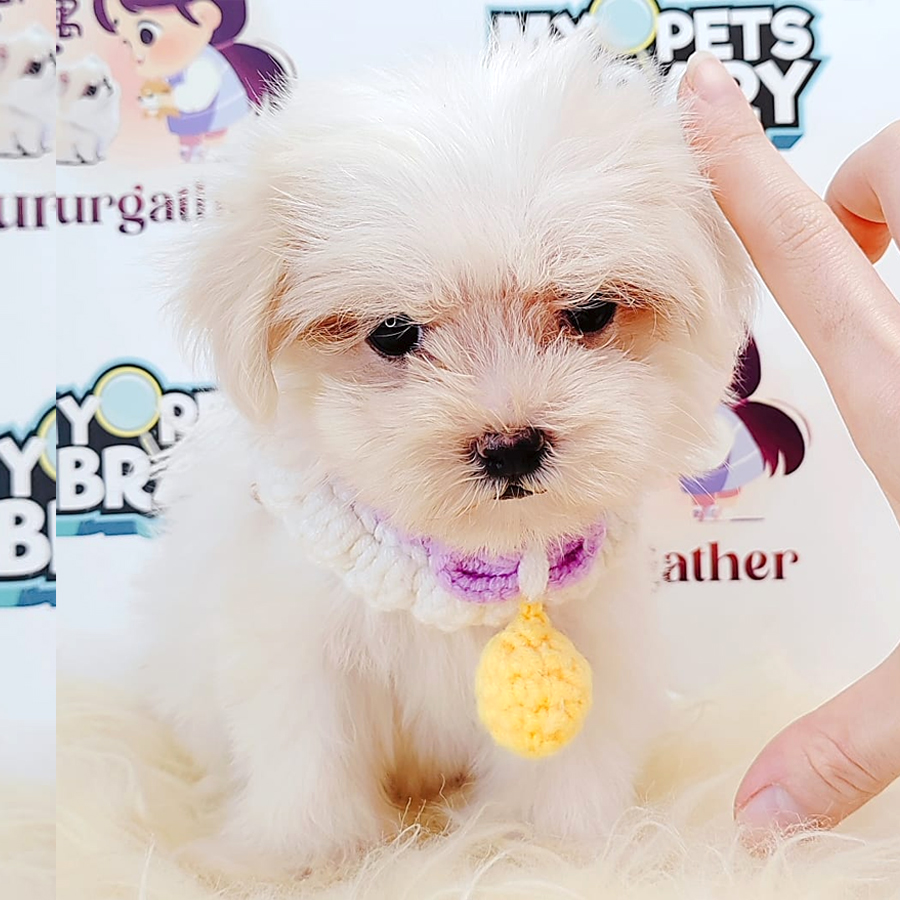 Tiny Maltese Puppy (Female) For Sale