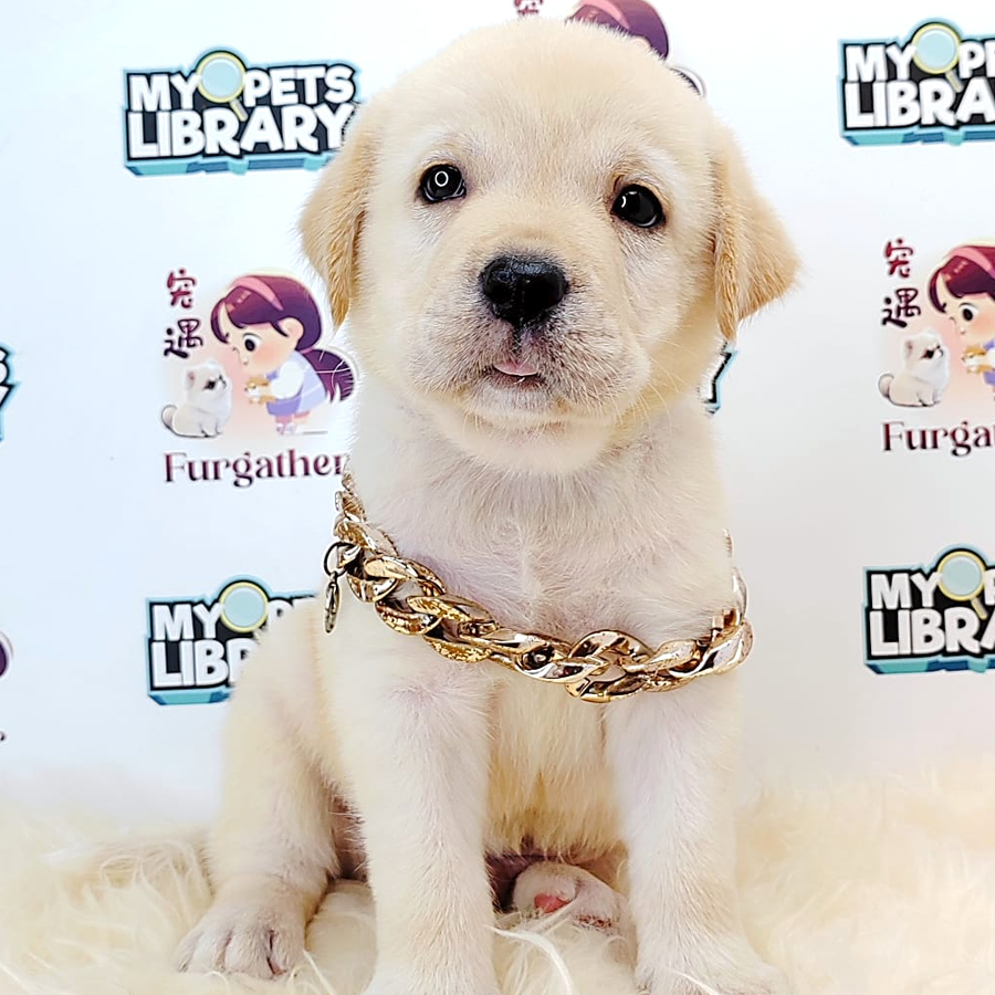 Labrador Retriever Puppy (Male) For Sale