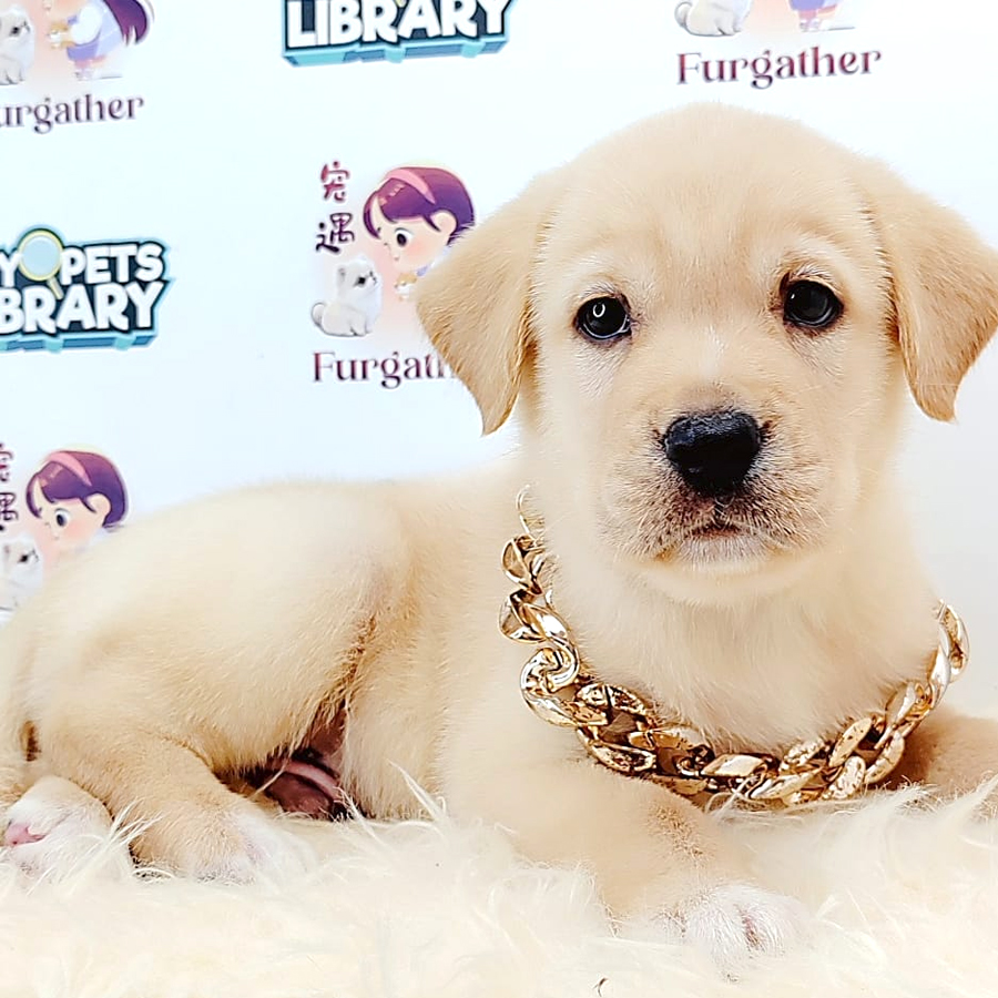 Labrador Retriever Puppy (Male) For Sale