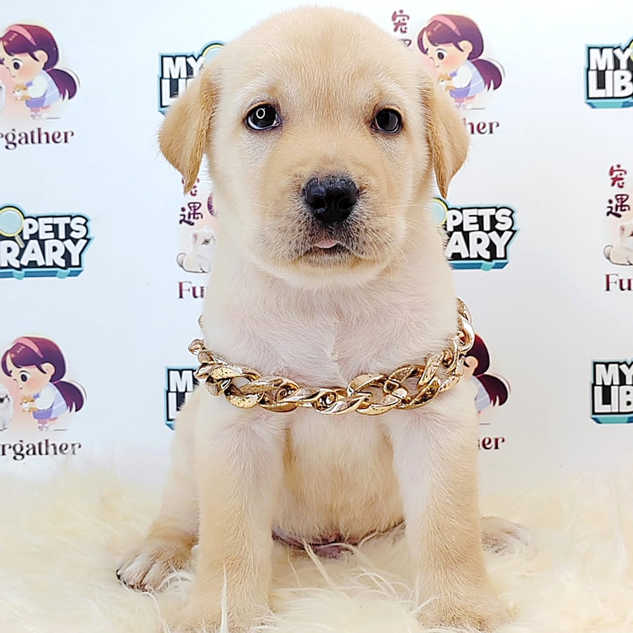 Labrador Retriever Puppy (Male) For Sale