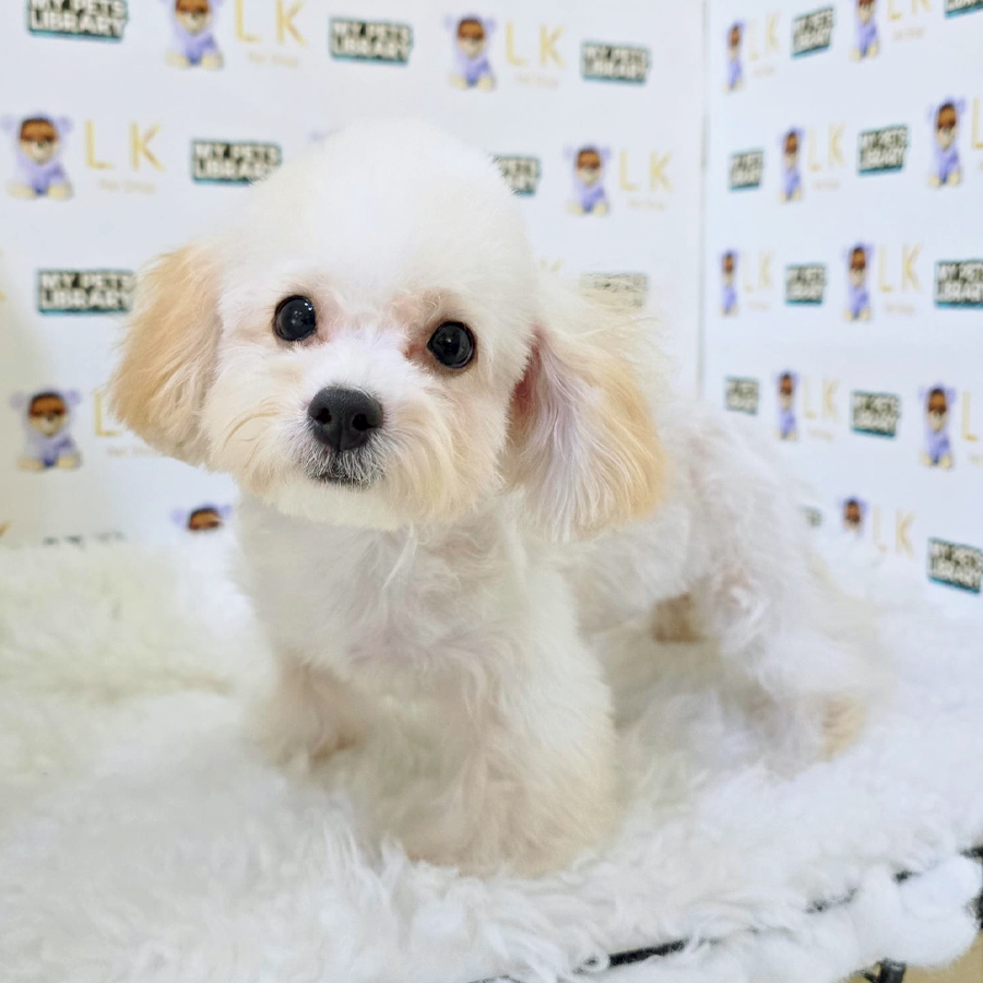 Tiny Poodle Puppy (Female) For Sale