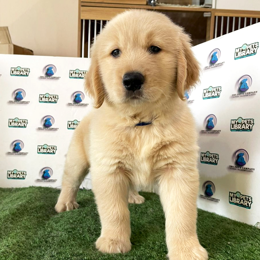 Golden Retriever Puppy (Male) For Sale