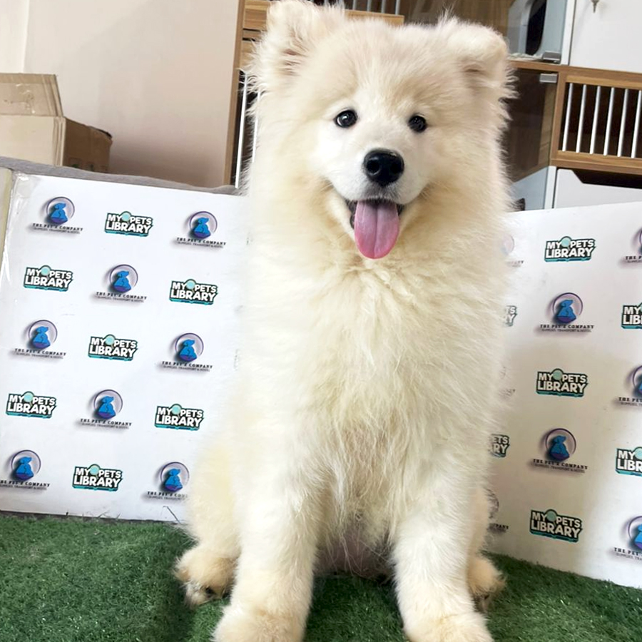Samoyed Puppy (Female) For Sale