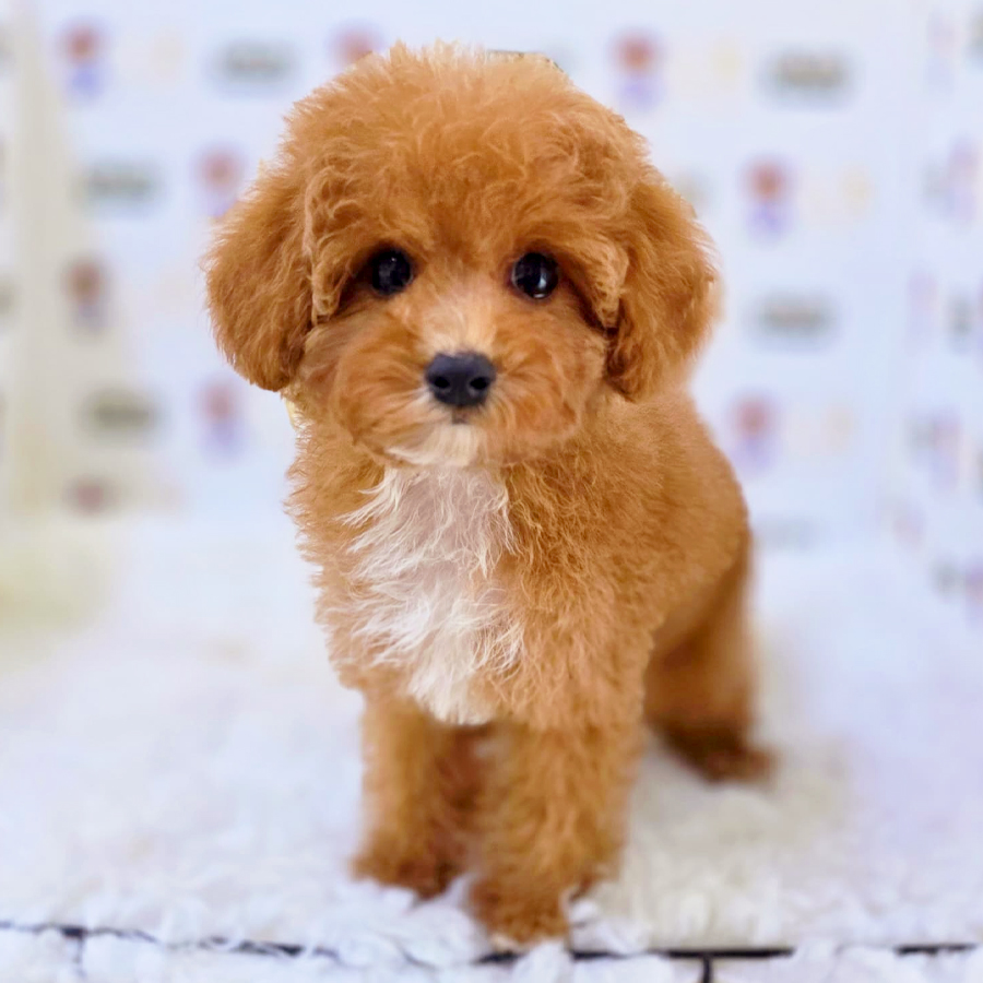 Maltipoo Puppy (Male) For Sale