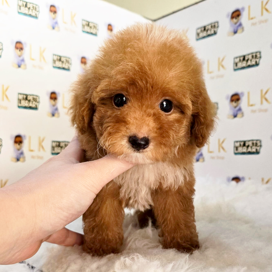 Maltipoo Puppy (Female) For Sale