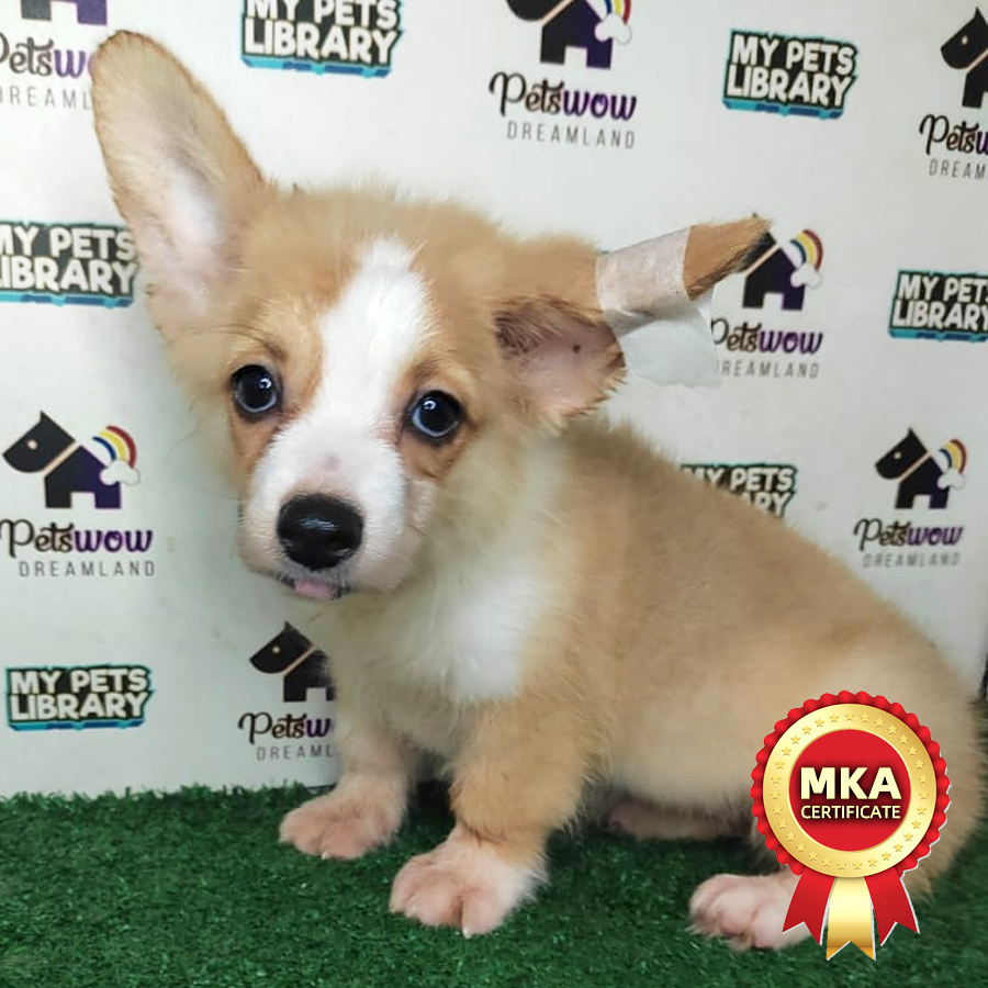 MKA Pembroke Welsh Corgi Puppy (Female) For Sale