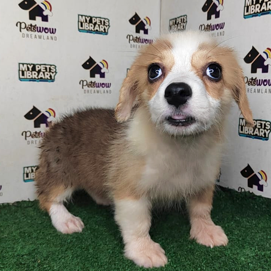Pembroke Welsh Corgi Puppy (Female) For Sale