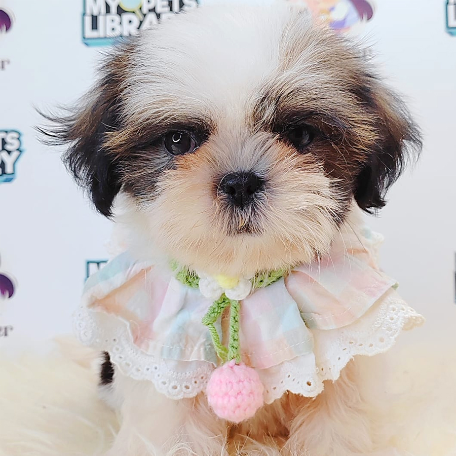 Shih Tzu Puppy (Male) For Sale