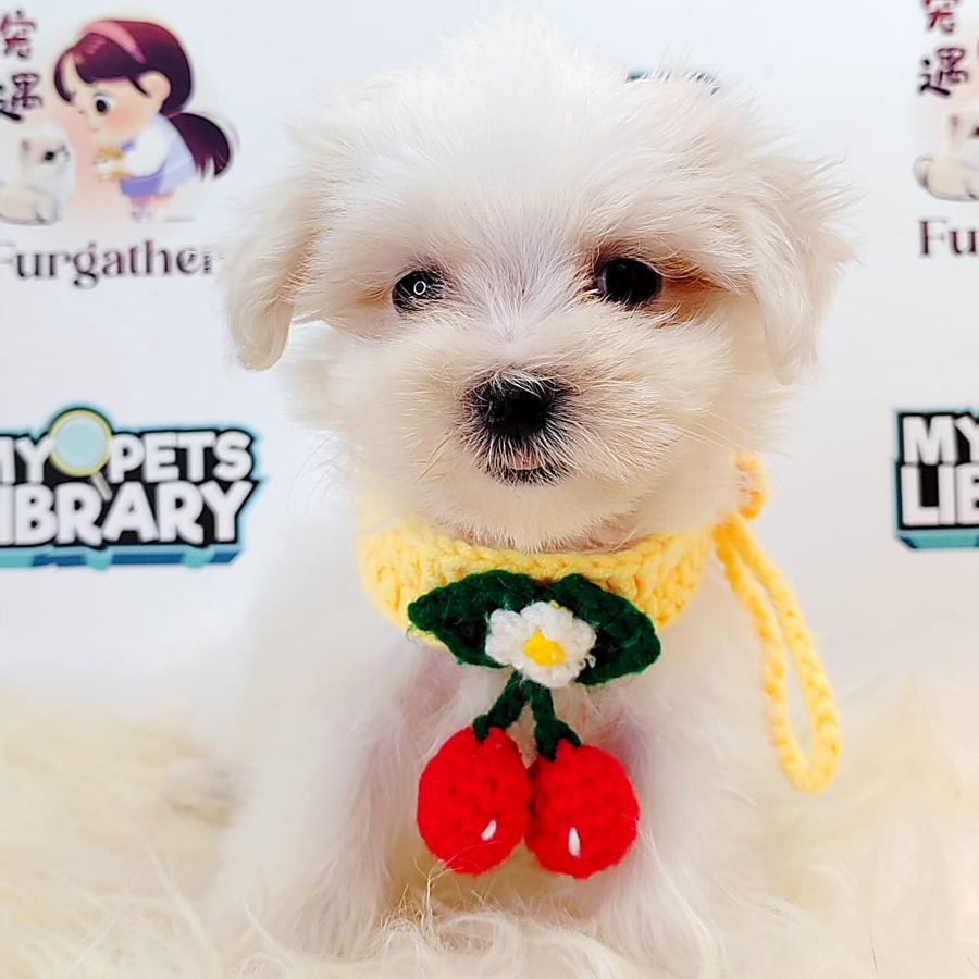 Tiny Maltese Puppy (Female) For Sale