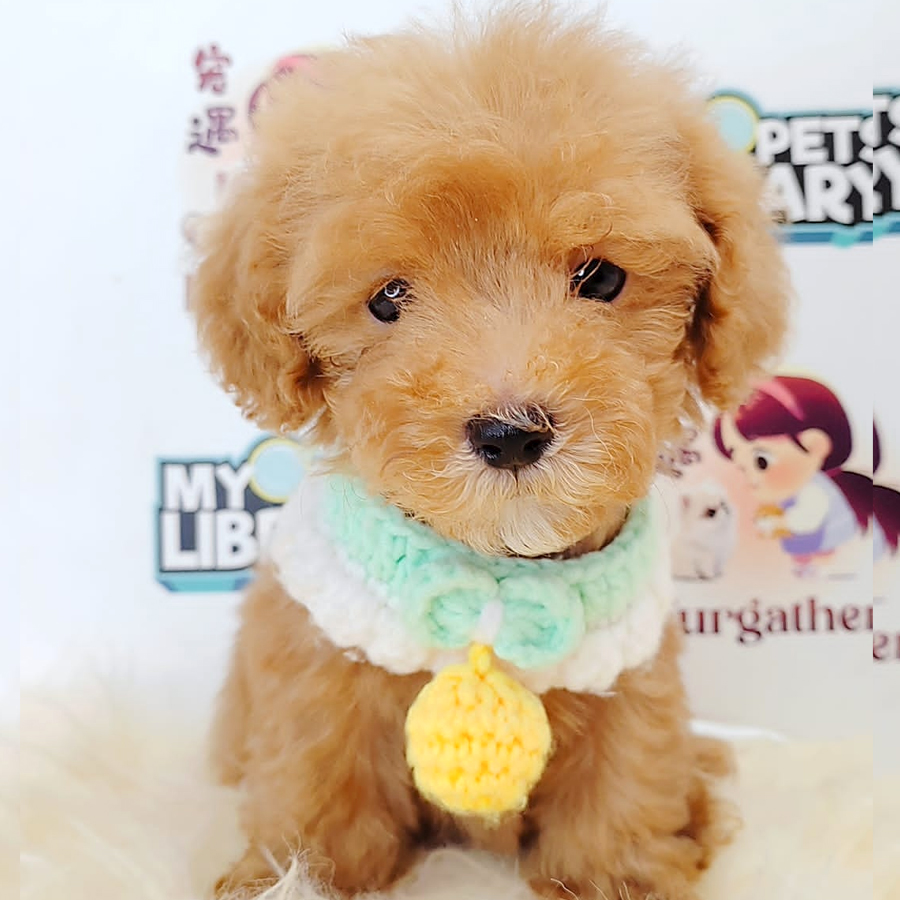 Toy Tiny Poodle Puppy (Male) For Sale