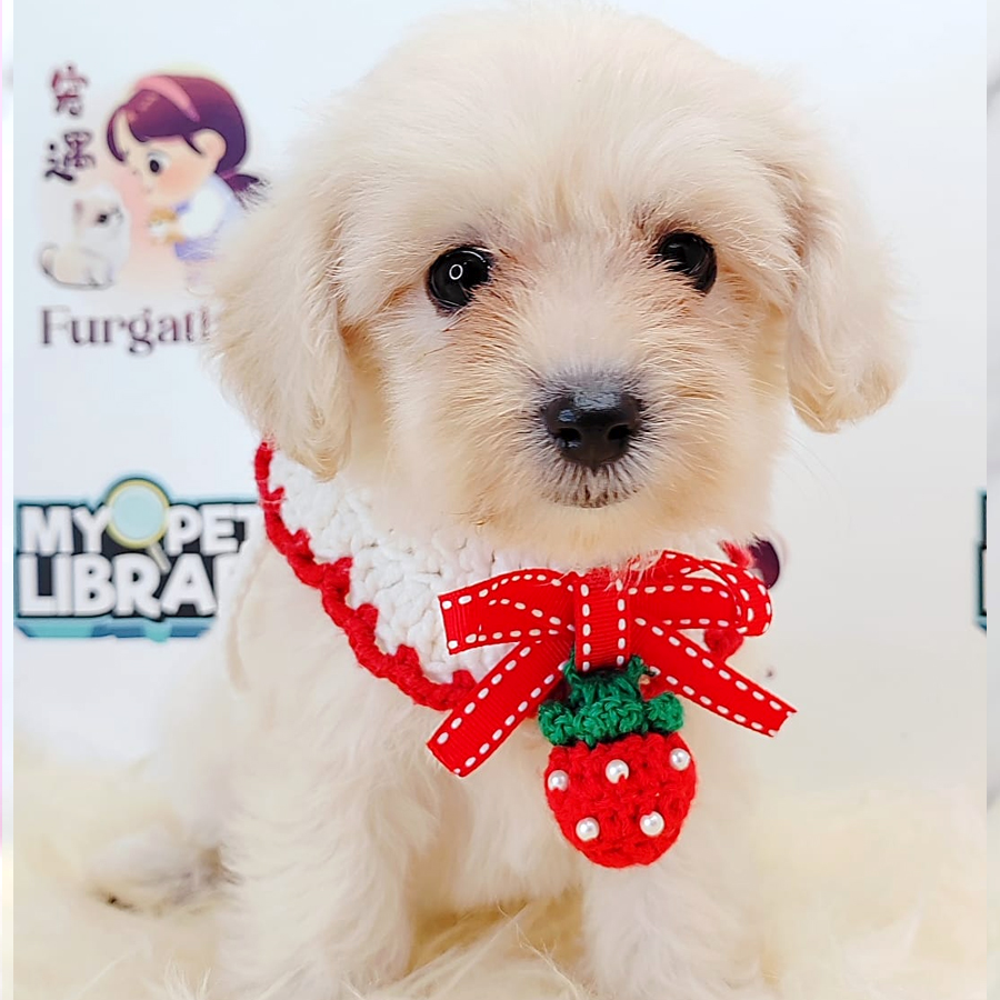 Maltipoo Puppy (Female) For Sale