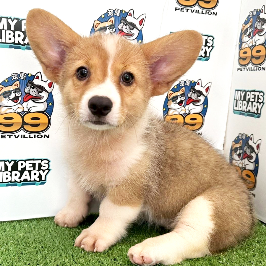 Welsh Corgi Puppy (Female) For Sale