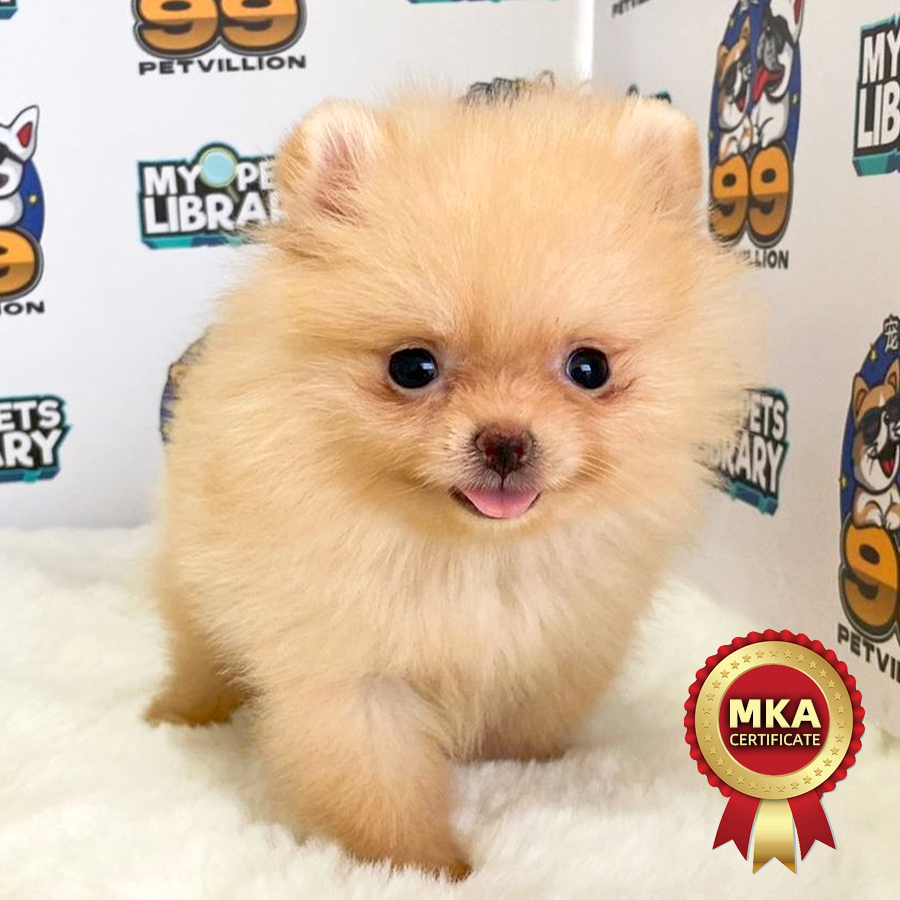 MKA Tiny Pomeranian Puppy (Female) For Sale