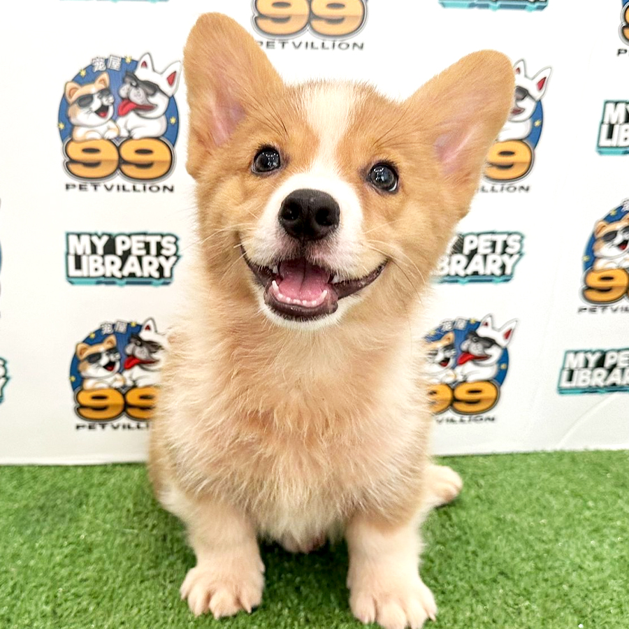 Welsh Corgi Puppy (Male) For Sale
