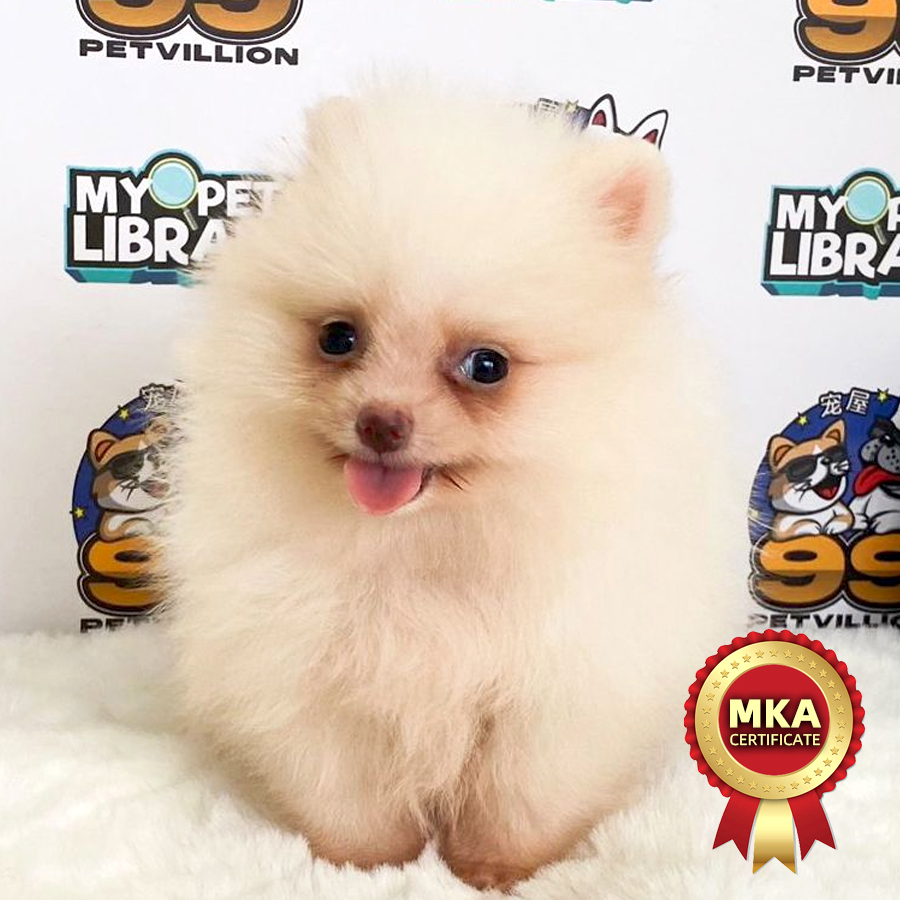 MKA Tiny Pomeranian Puppy (Male) For Sale