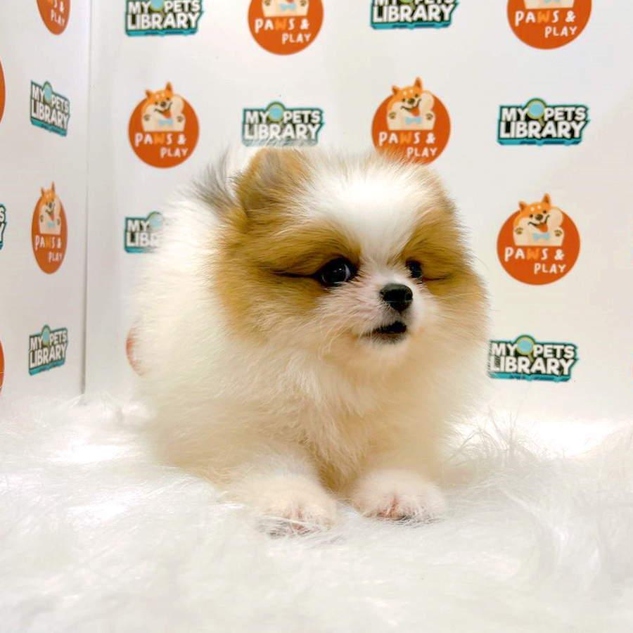 Pomeranian Puppy (Female) For Sale