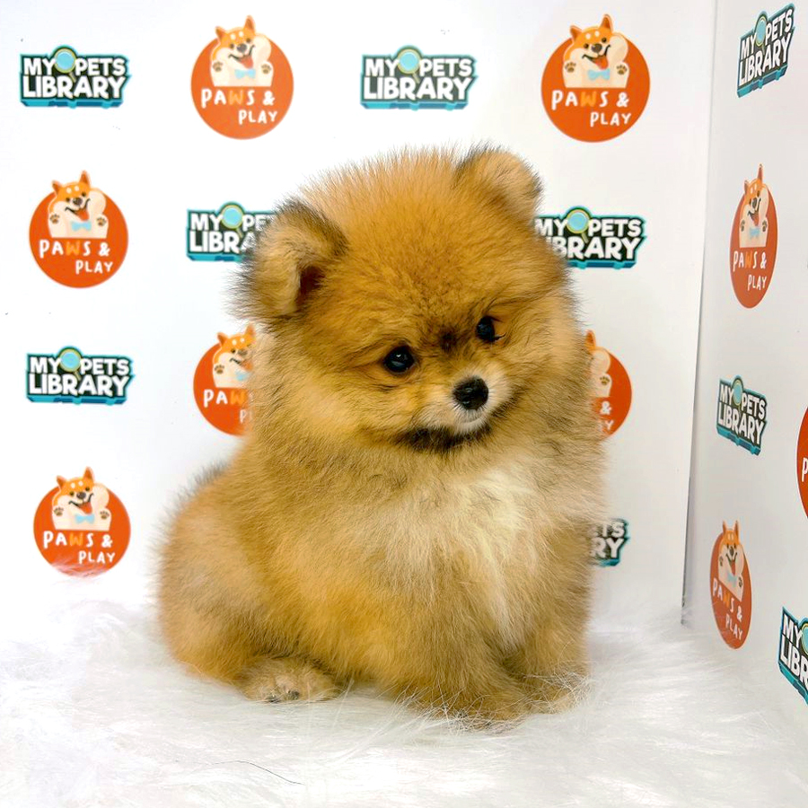 Pomeranian Puppy (Male) For Sale